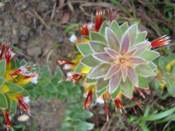 Mimetes hirtus from above